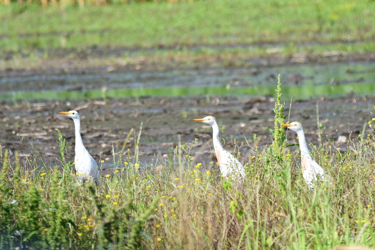 Египетская цапля (ibis) - ML620452459