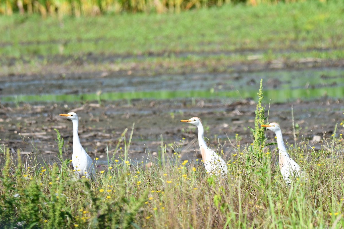 Египетская цапля (ibis) - ML620452460