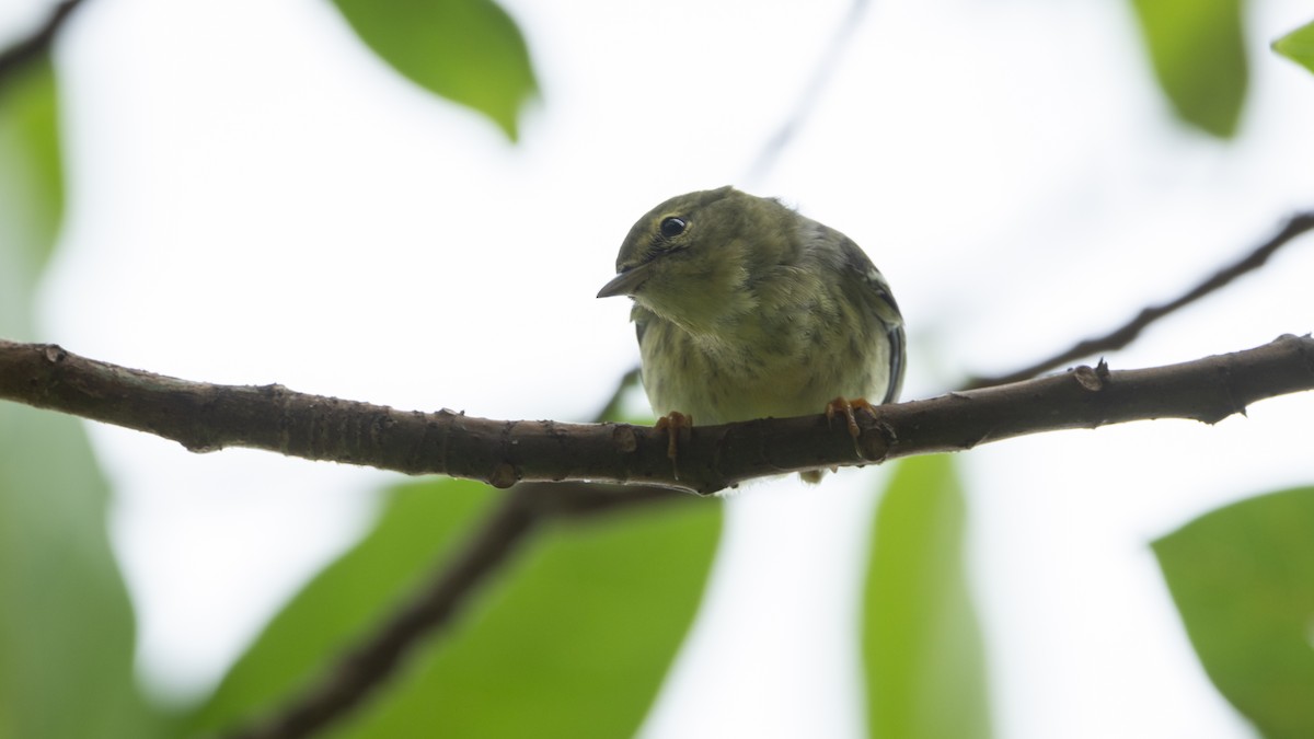 Blackpoll Warbler - Joren van Schie