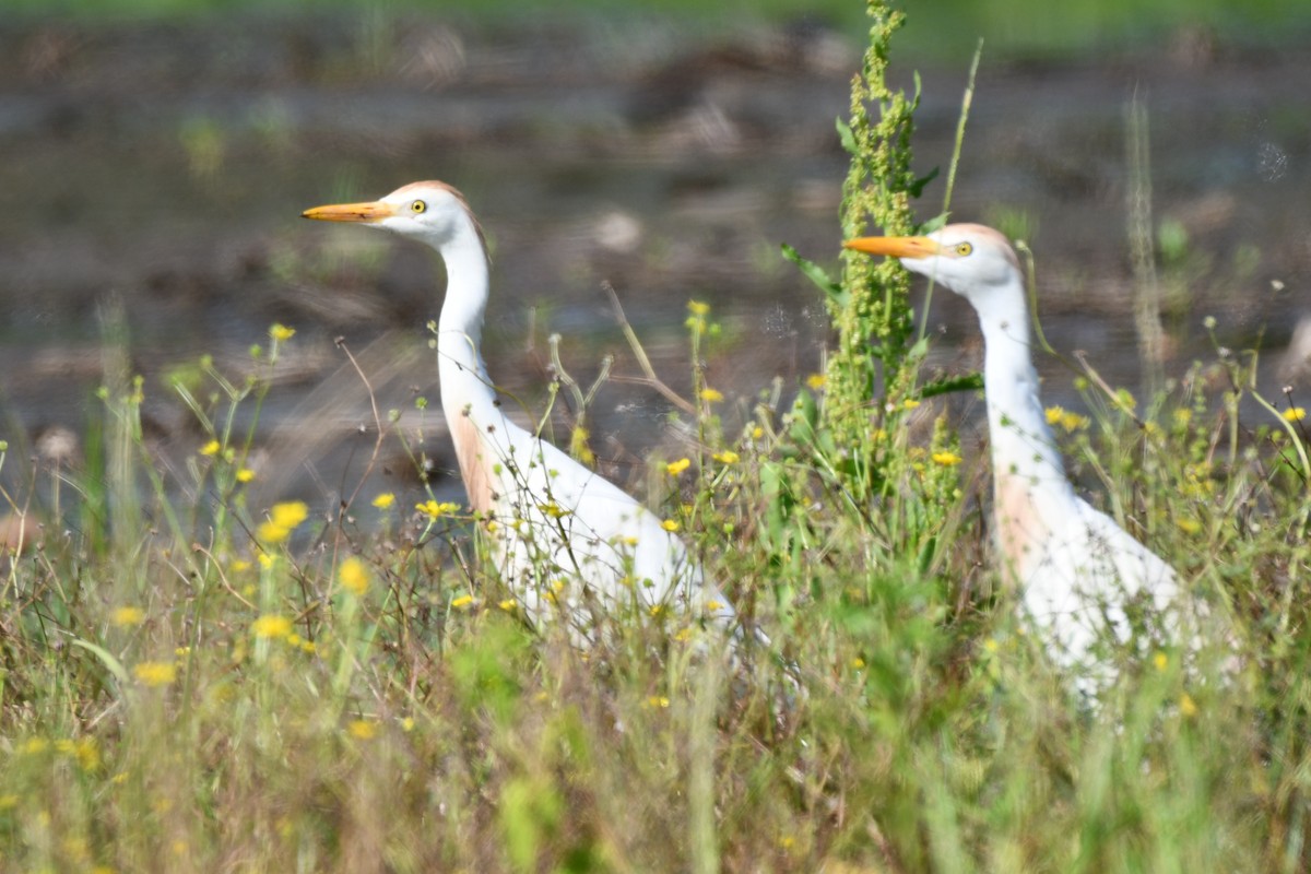 Египетская цапля (ibis) - ML620452462