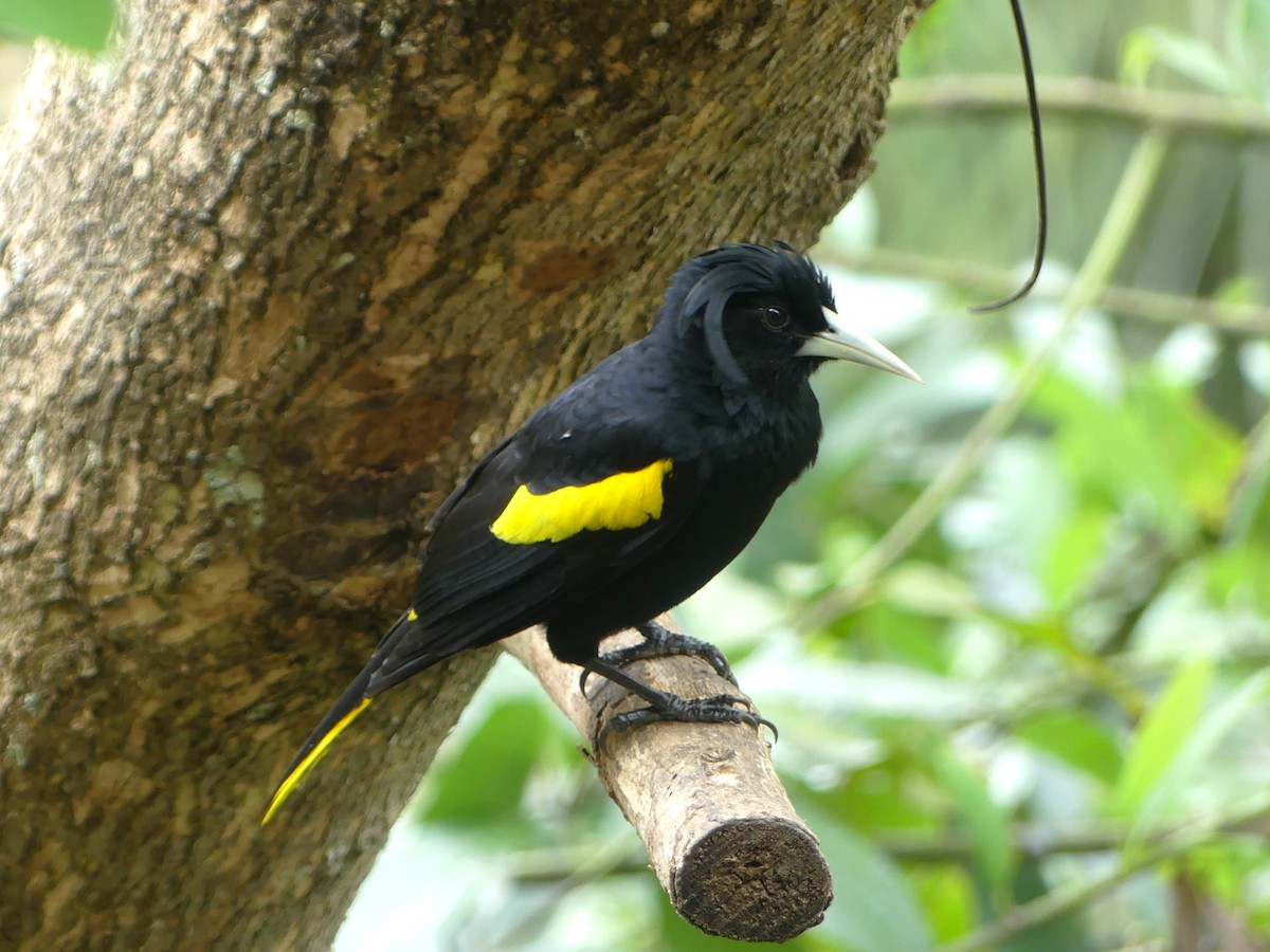 Yellow-winged Cacique - ML620452478