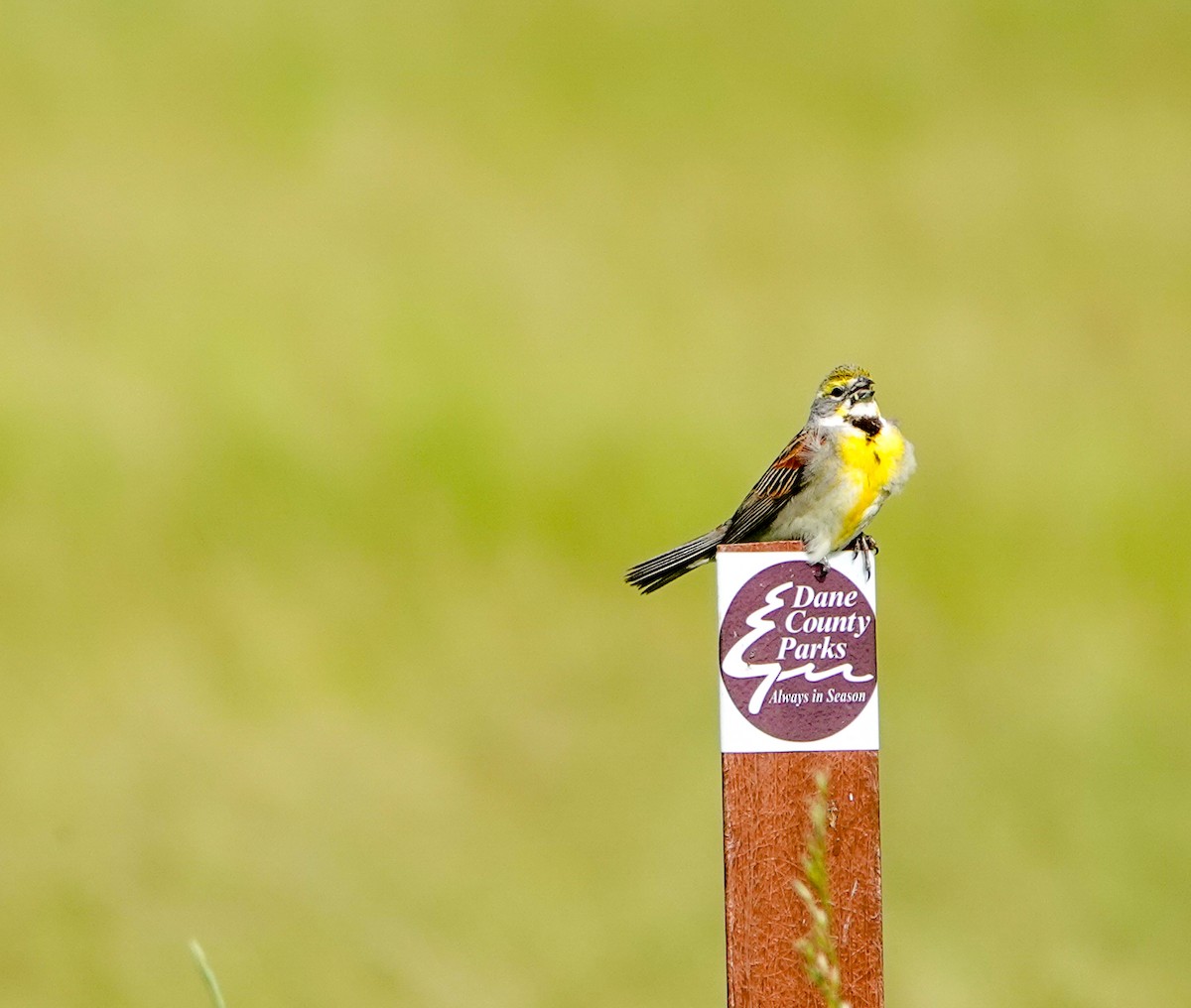 Dickcissel d'Amérique - ML620452479