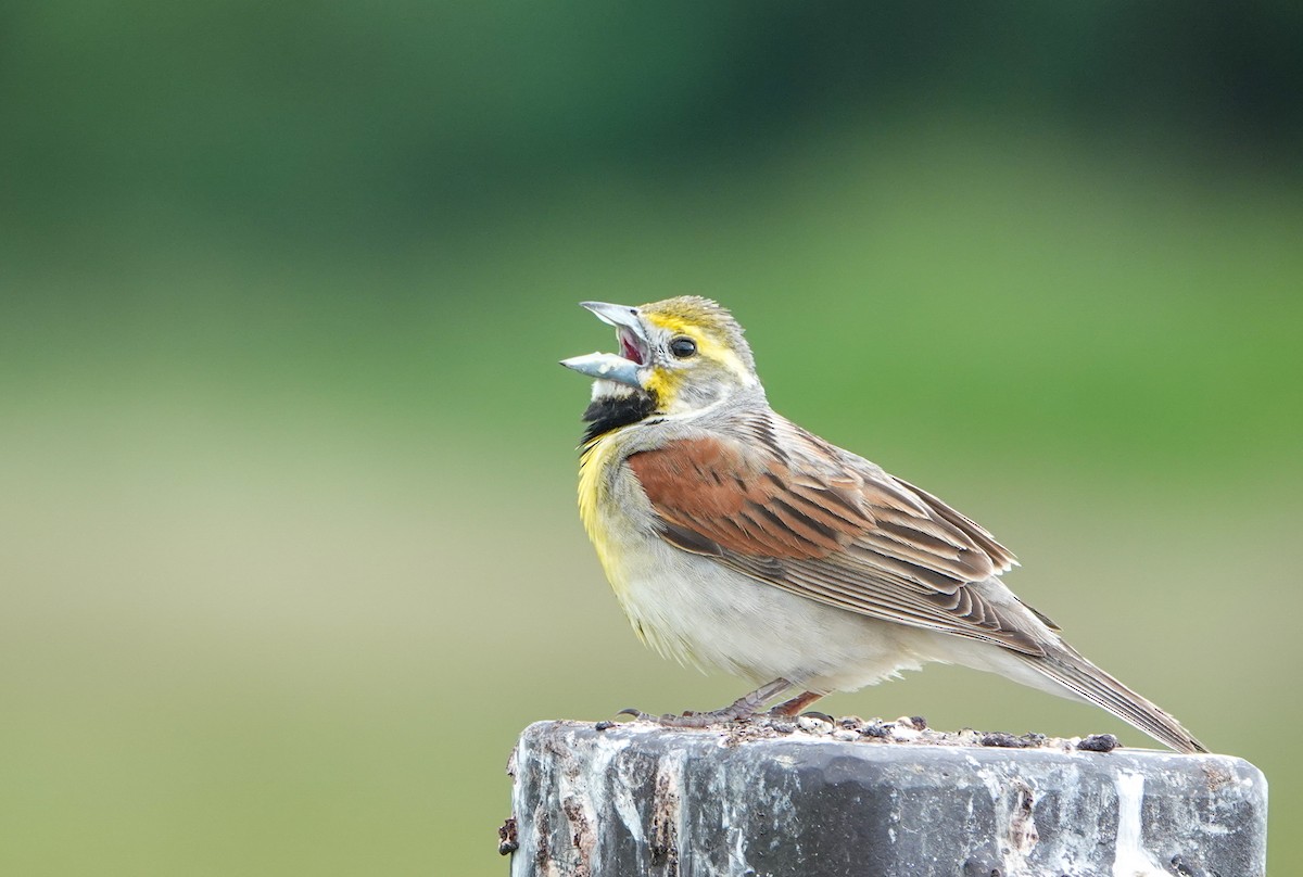 Dickcissel - Megan Heneke