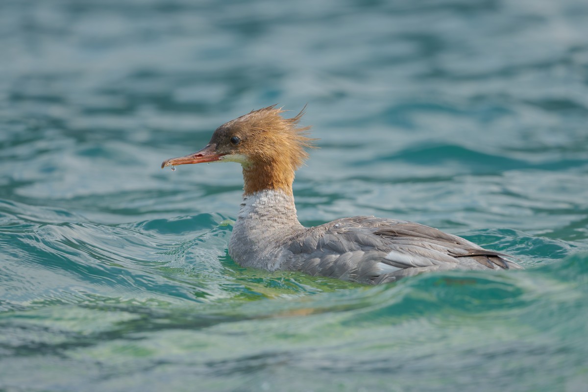 Common Merganser - ML620452481