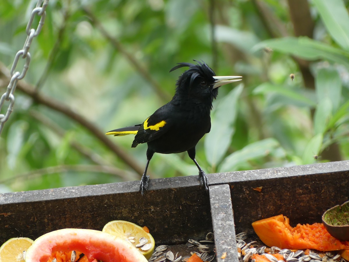 Yellow-winged Cacique - Michael Klotz