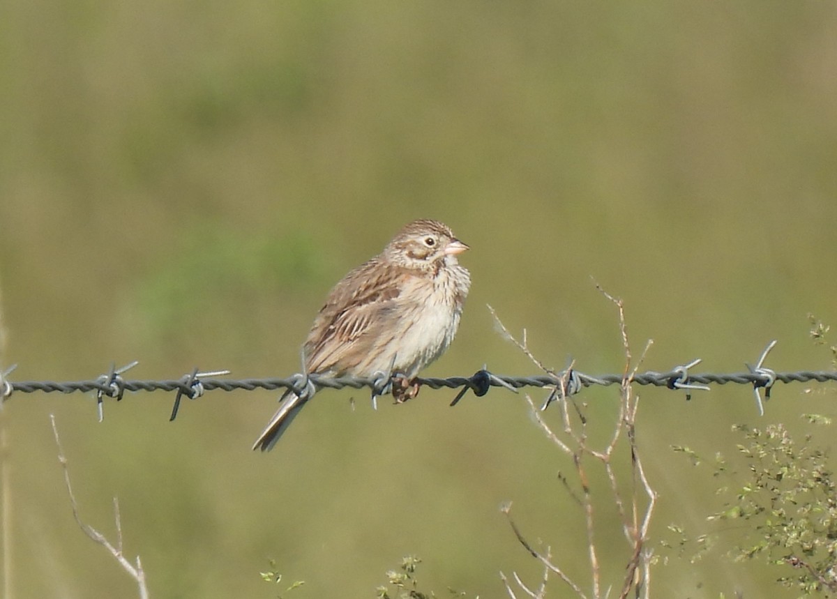 Vesper Sparrow - ML620452487