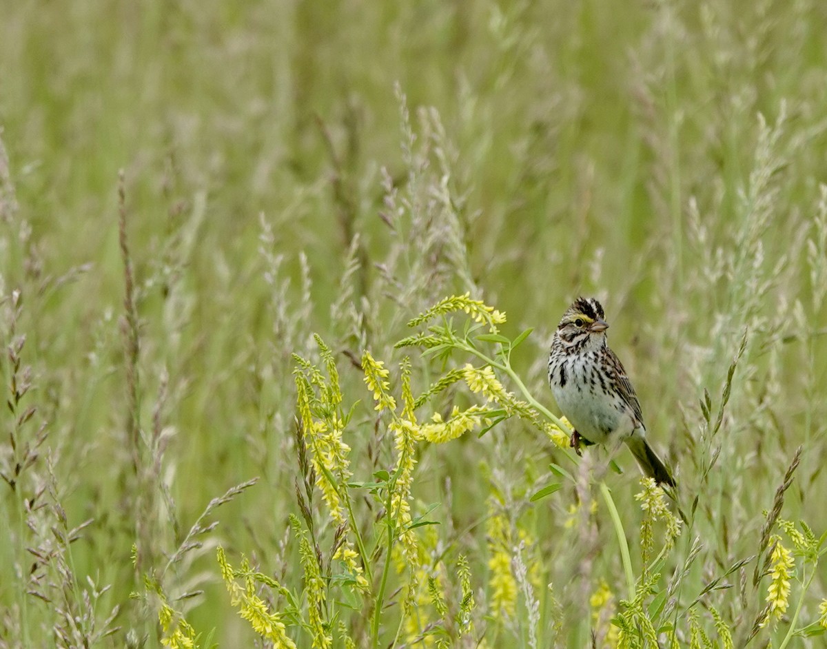 Savannah Sparrow - ML620452489