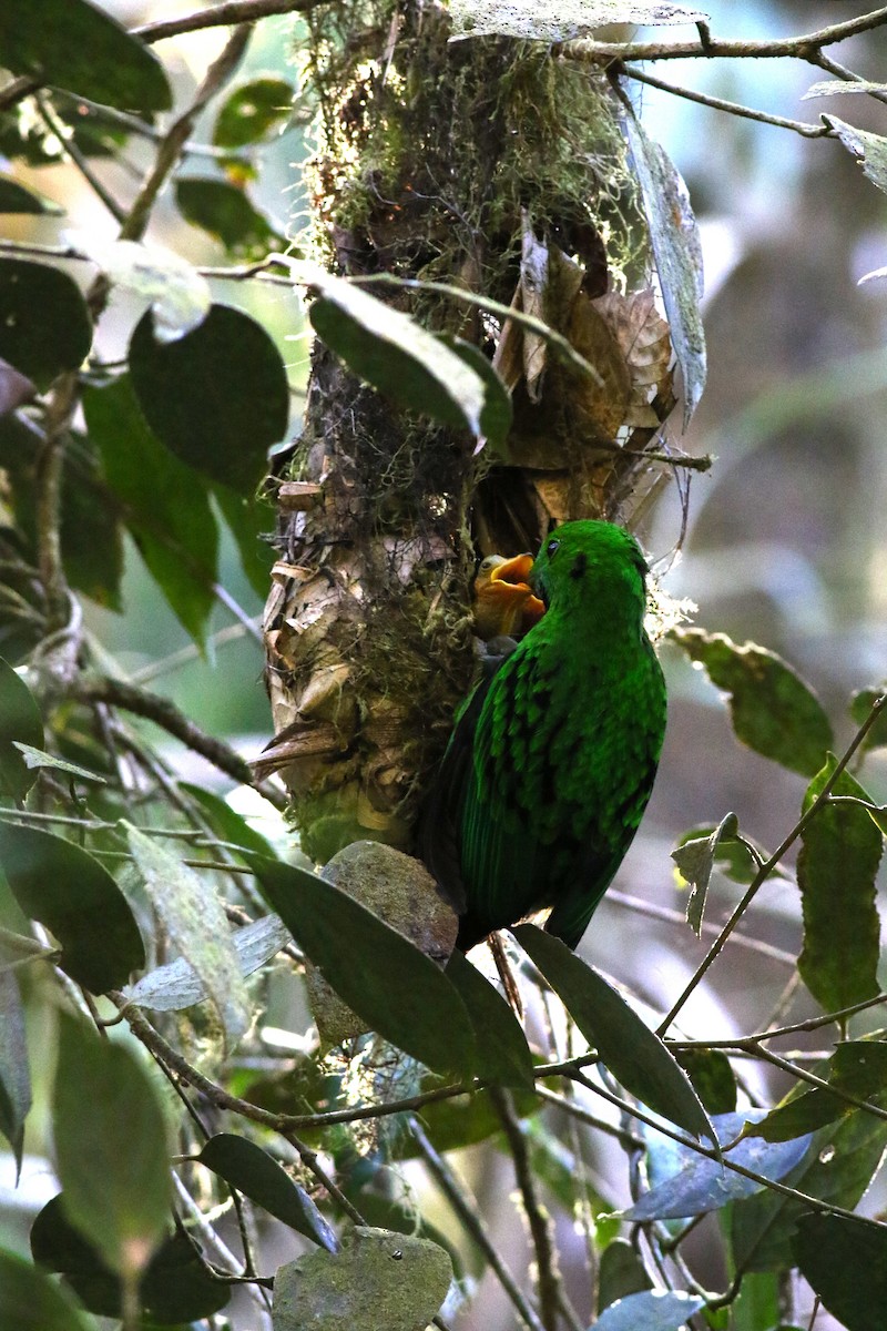 Whitehead's Broadbill - ML620452494