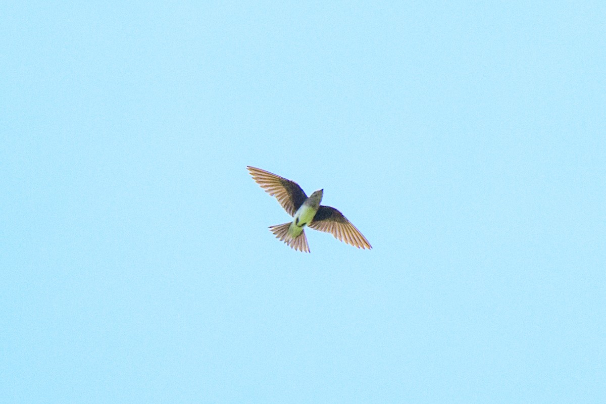 Golondrina Pechigrís - ML620452497