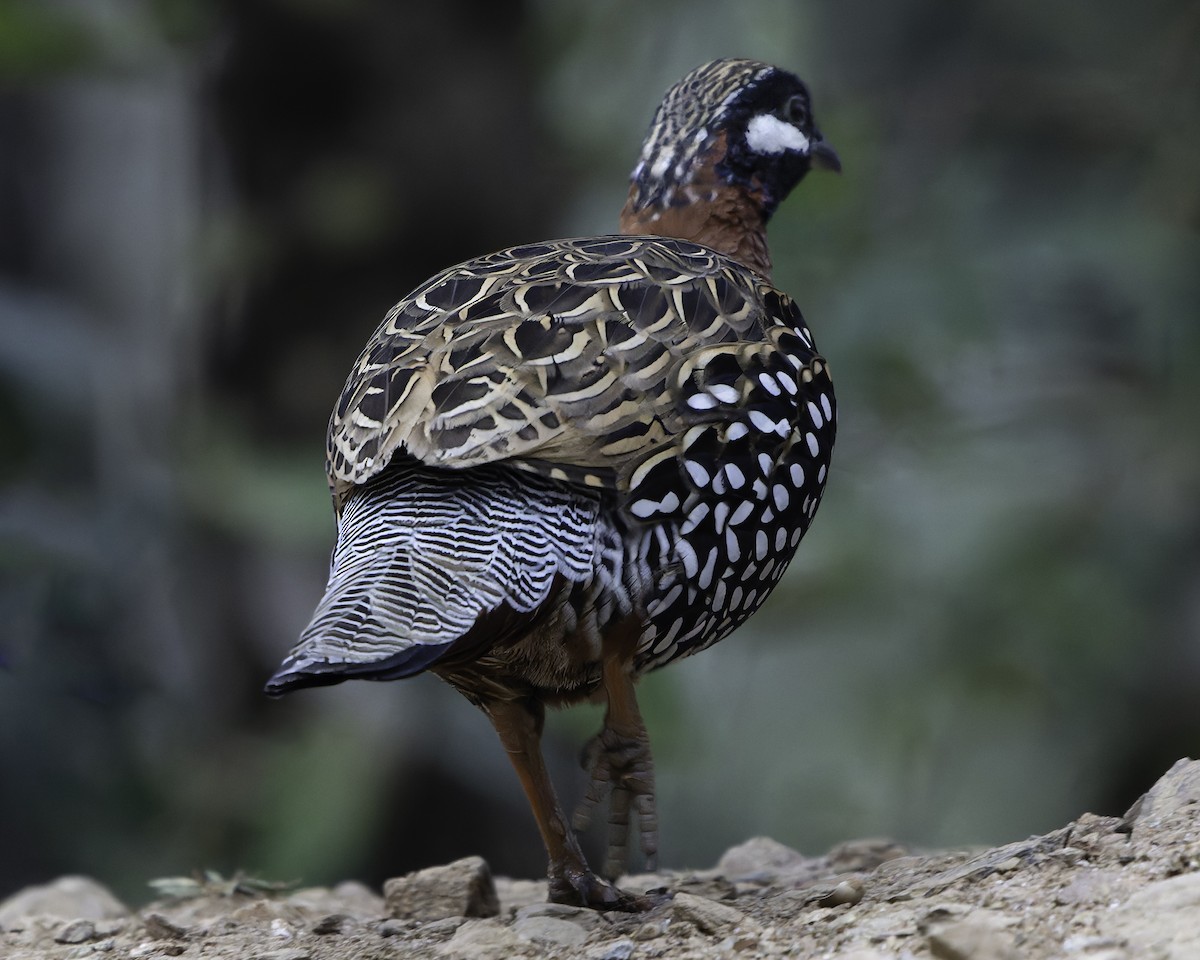 Black Francolin - ML620452502