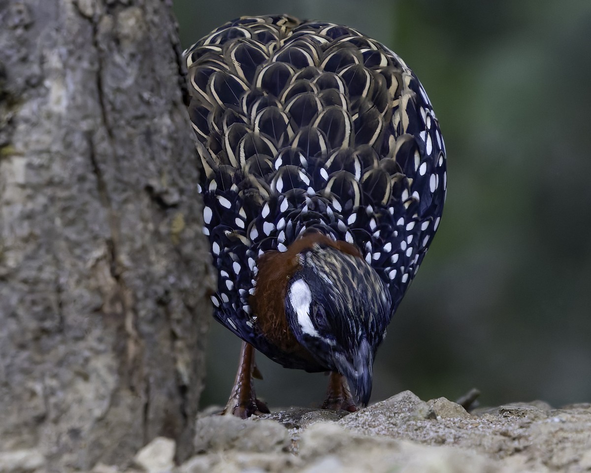 Black Francolin - ML620452508