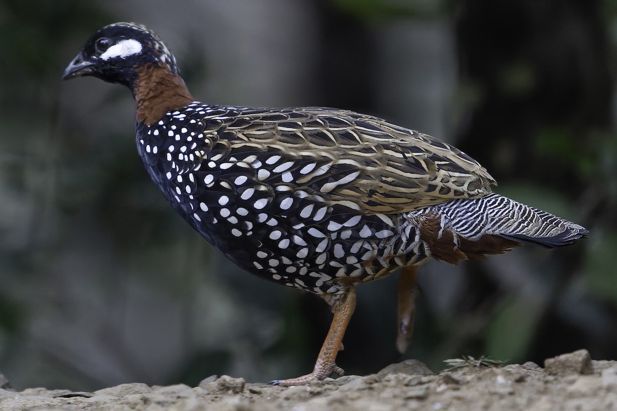 Black Francolin - ML620452510