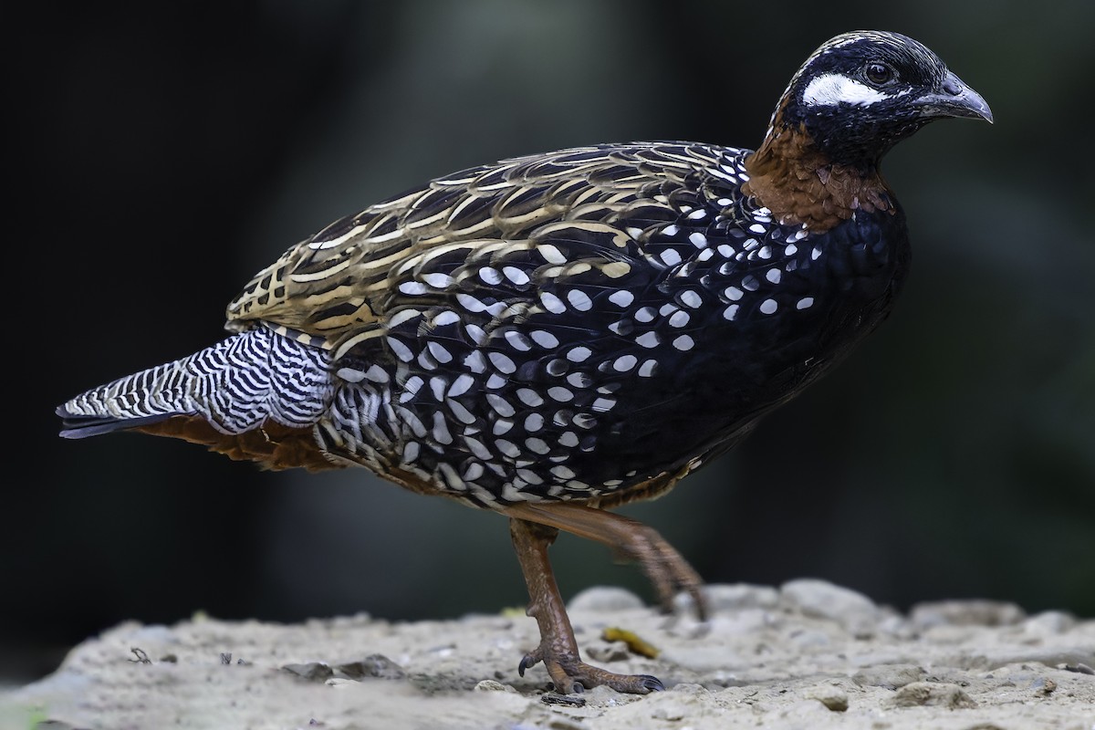 Black Francolin - ML620452513