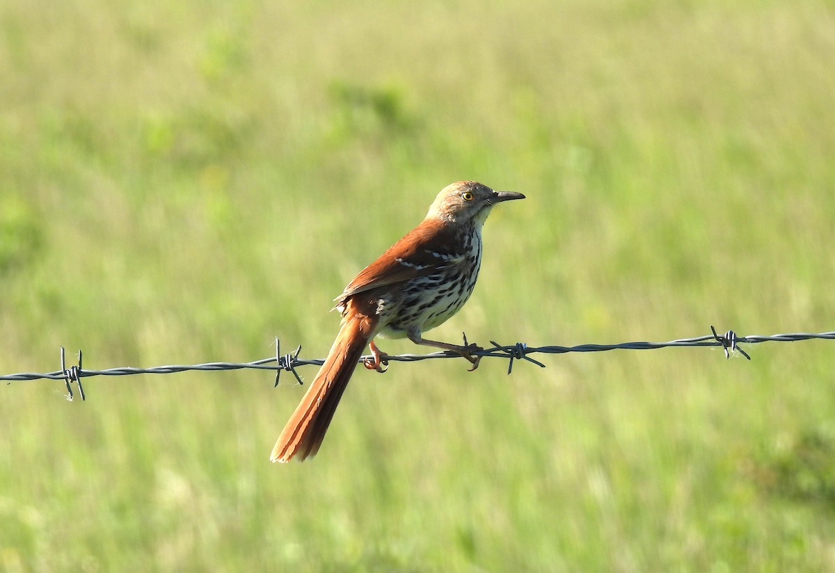 Brown Thrasher - ML620452520