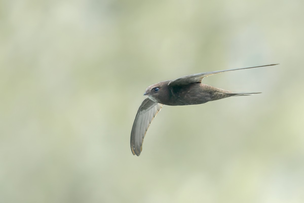 Common Swift - ML620452524