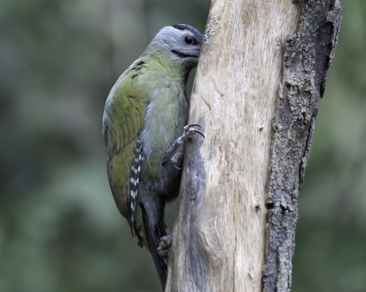 Gray-headed Woodpecker - ML620452530