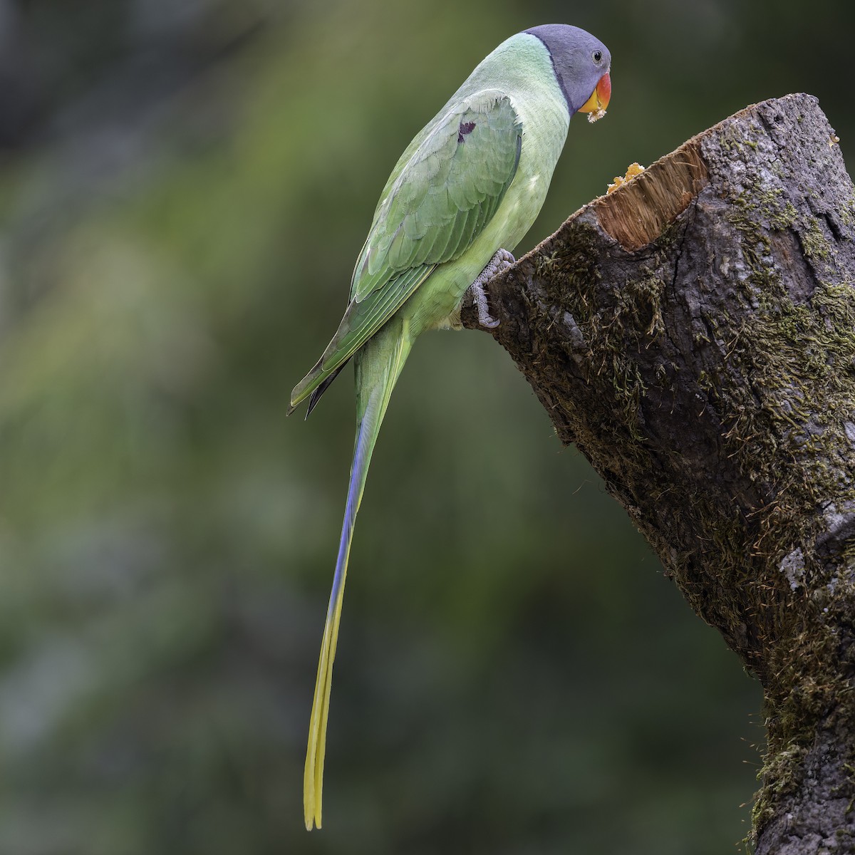 Slaty-headed Parakeet - ML620452533