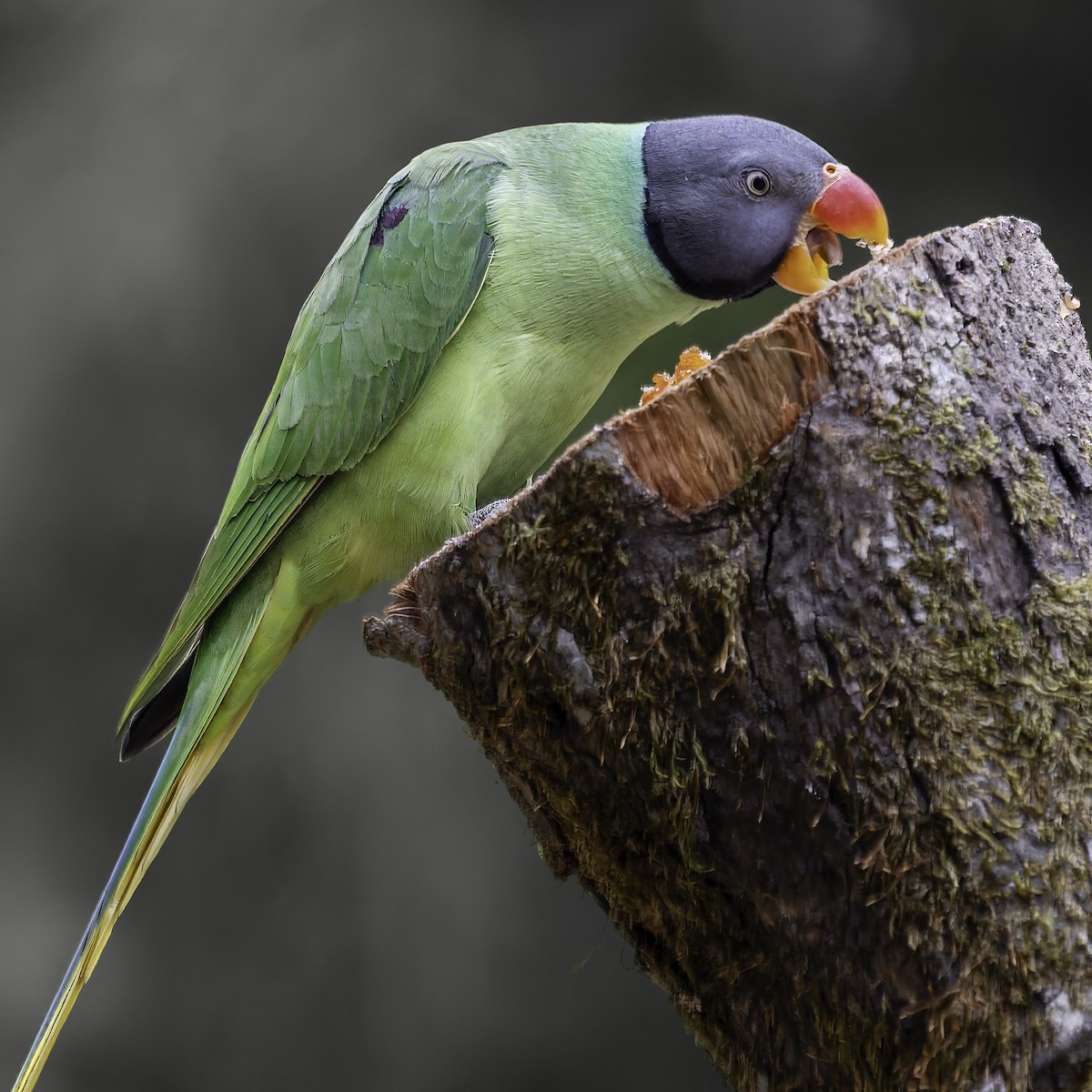 Slaty-headed Parakeet - ML620452536