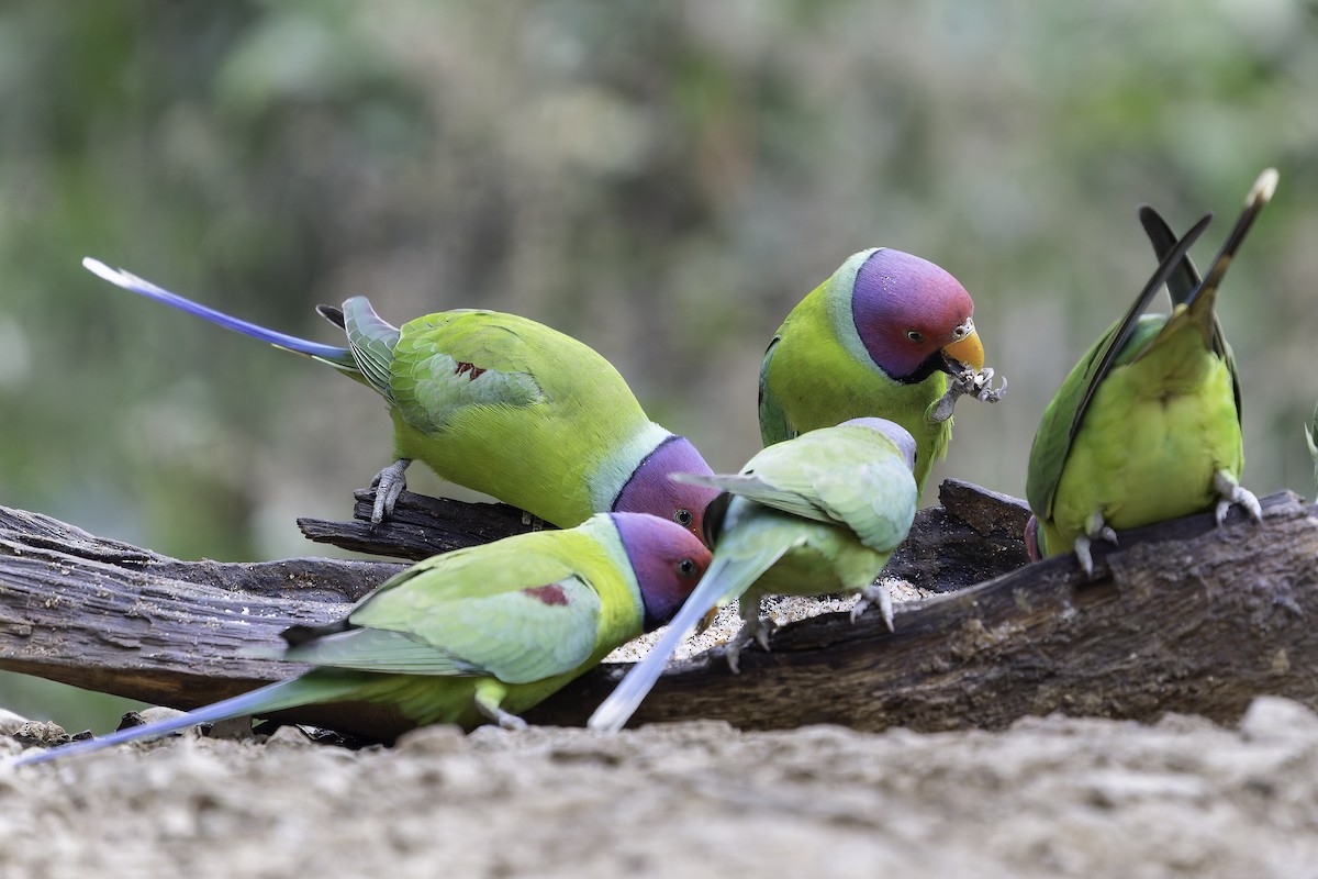 Plum-headed Parakeet - ML620452539