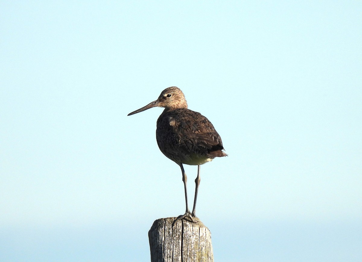 Willet - ML620452543