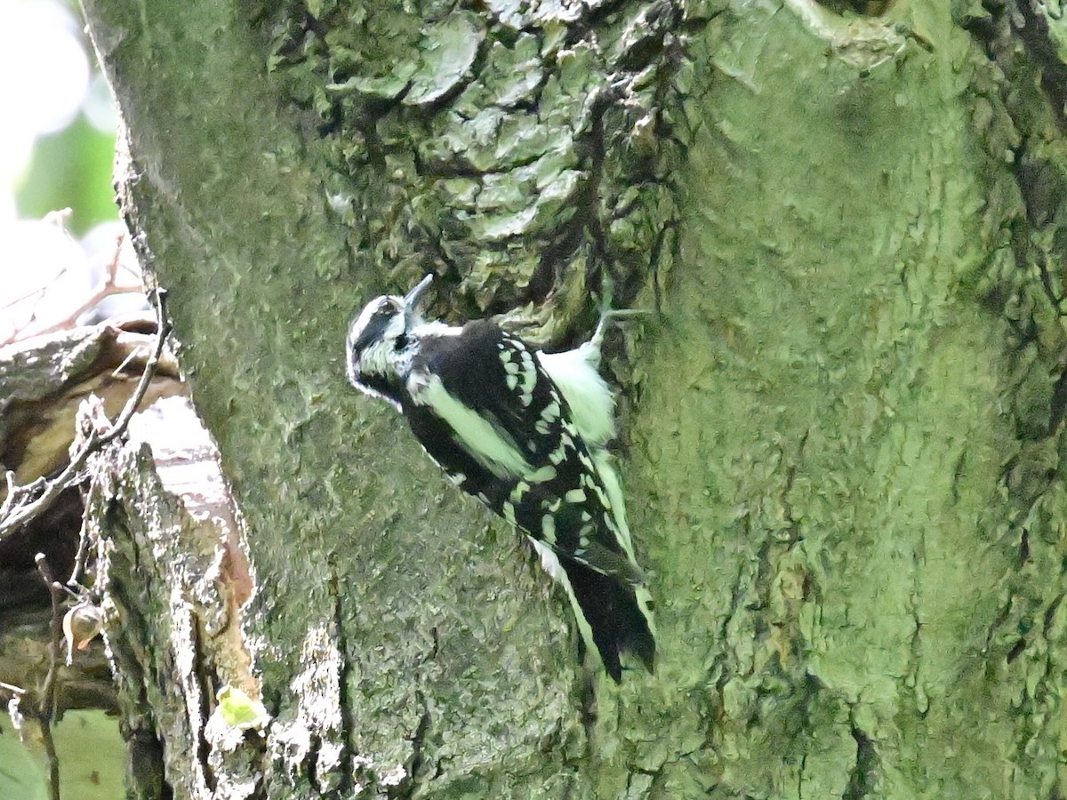 Downy Woodpecker - ML620452547