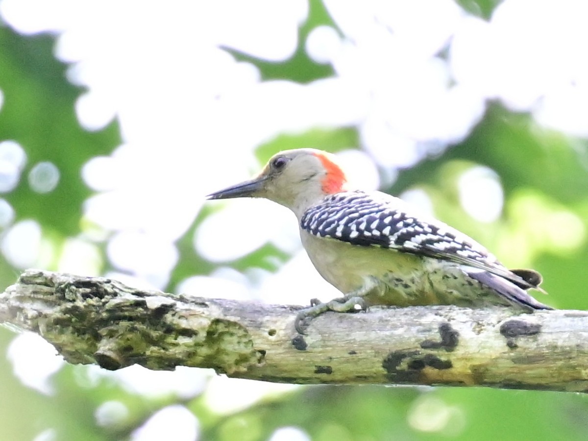 Northern Flicker - ML620452554