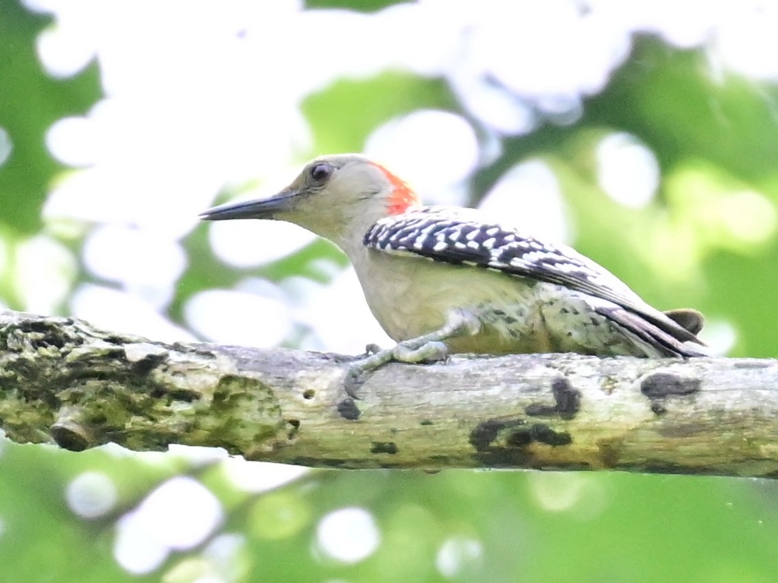 Northern Flicker - ML620452556