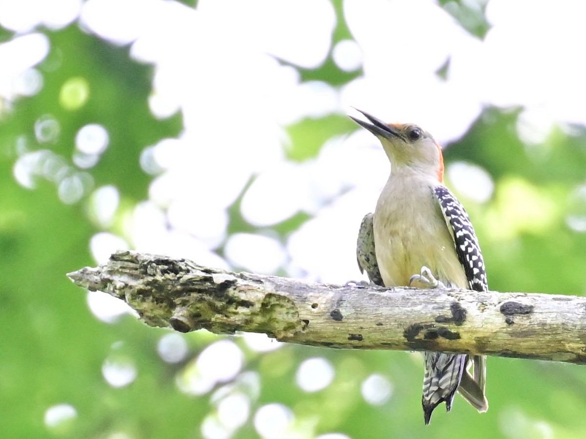 Northern Flicker - ML620452557