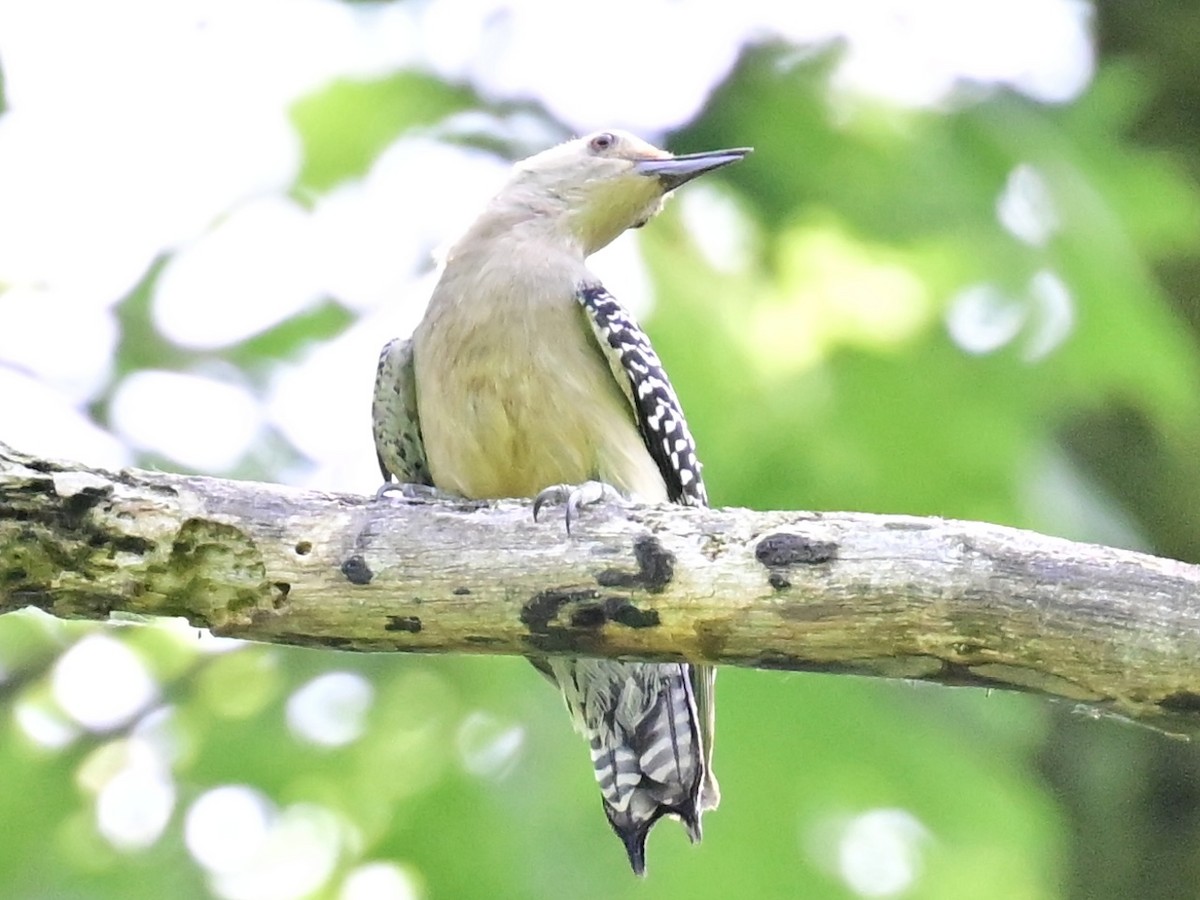 Northern Flicker - ML620452558