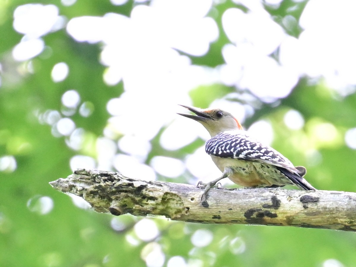 Northern Flicker - ML620452559