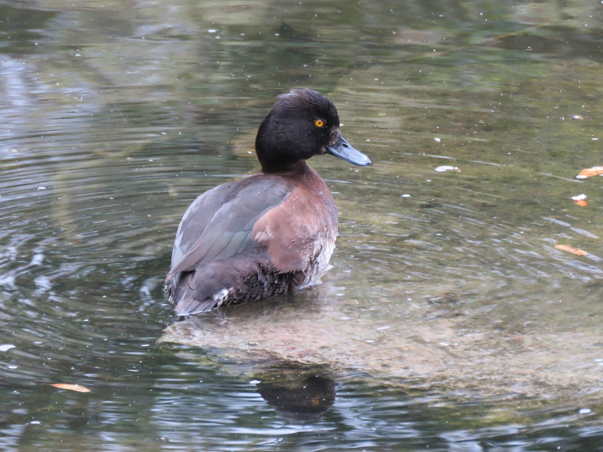 Tufted Duck - ML620452562