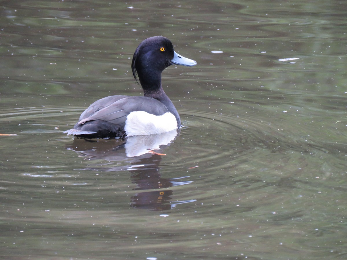 Tufted Duck - ML620452563