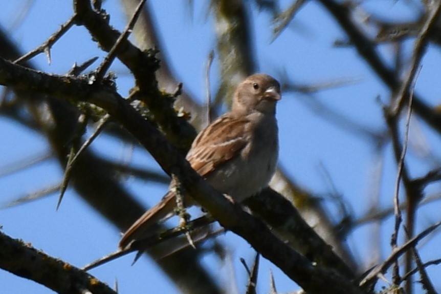 House Sparrow - ML620452567