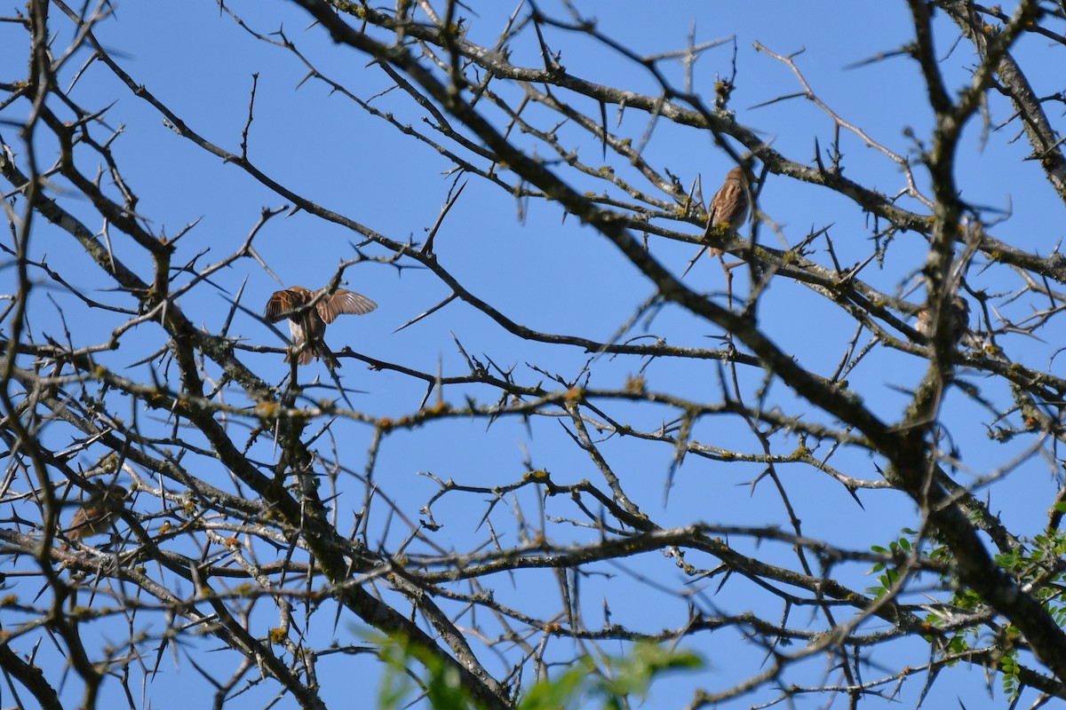 House Sparrow - ML620452568