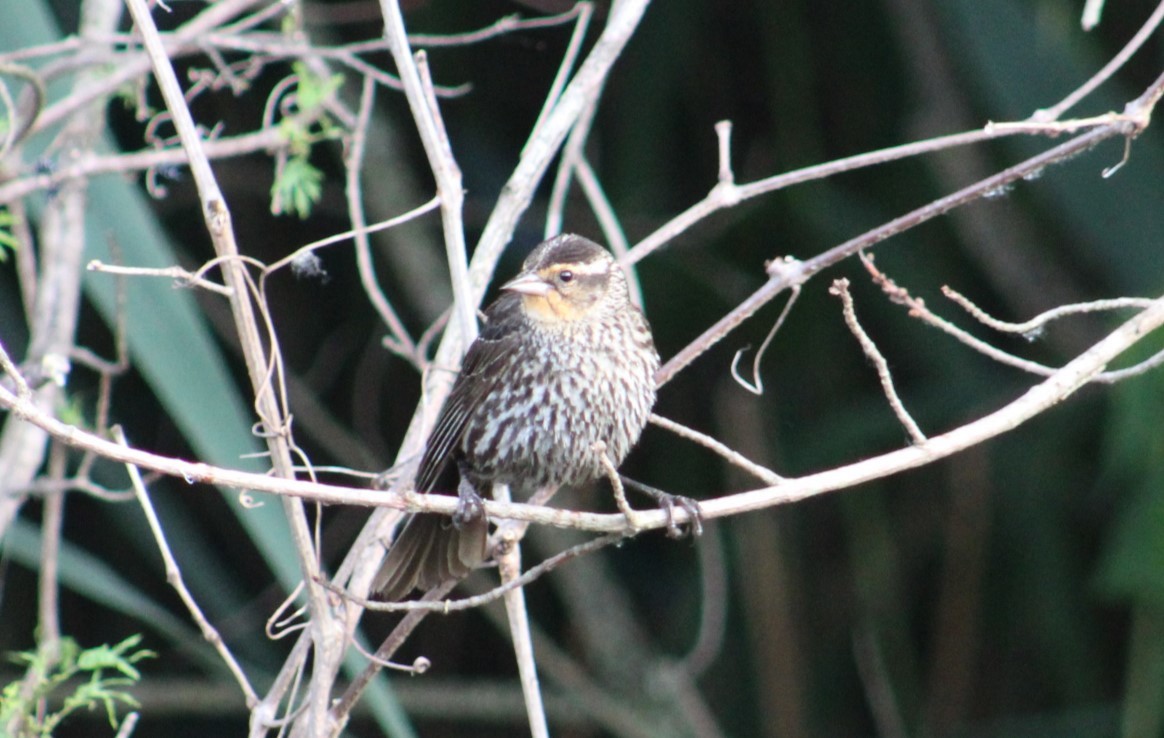 Red-winged Blackbird - ML620452571