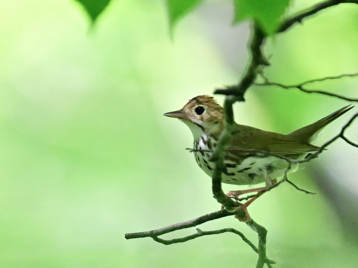 Ovenbird - ML620452573