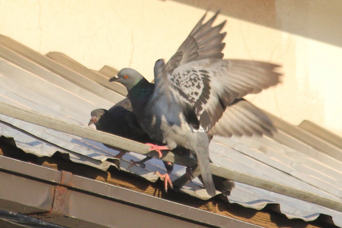 Rock Pigeon (Feral Pigeon) - ML620452575
