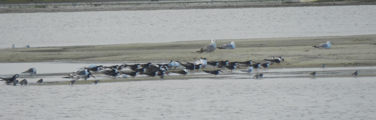 Black Skimmer - ML620452577