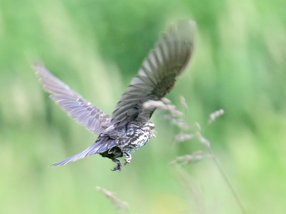 Red-winged Blackbird - ML620452578