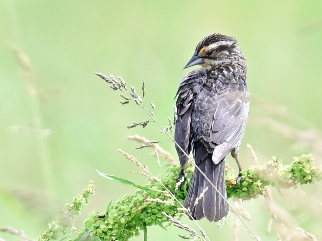 Red-winged Blackbird - ML620452579