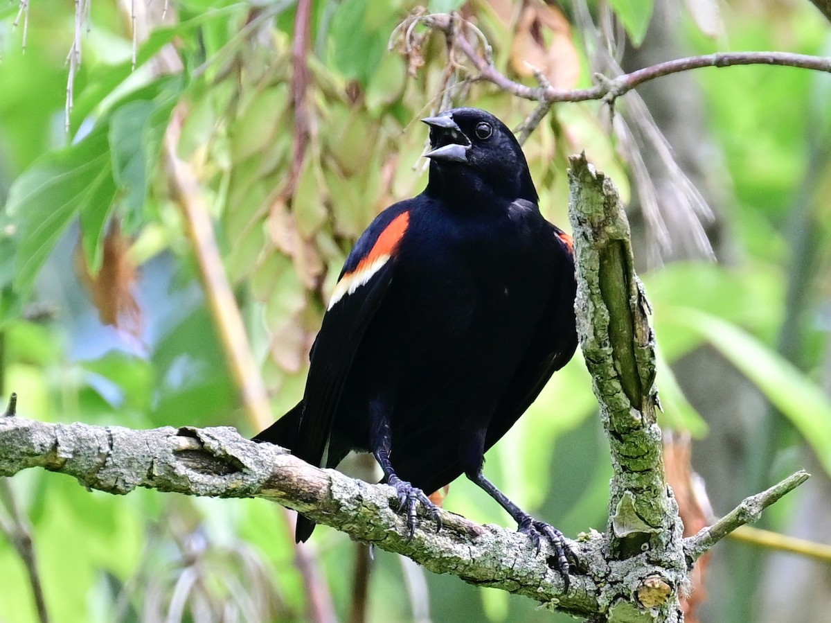 Red-winged Blackbird - ML620452580