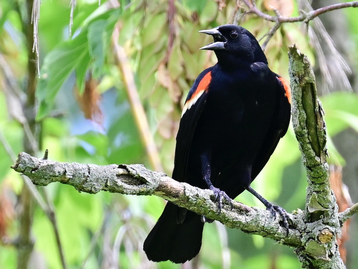 Red-winged Blackbird - Vivian Fung