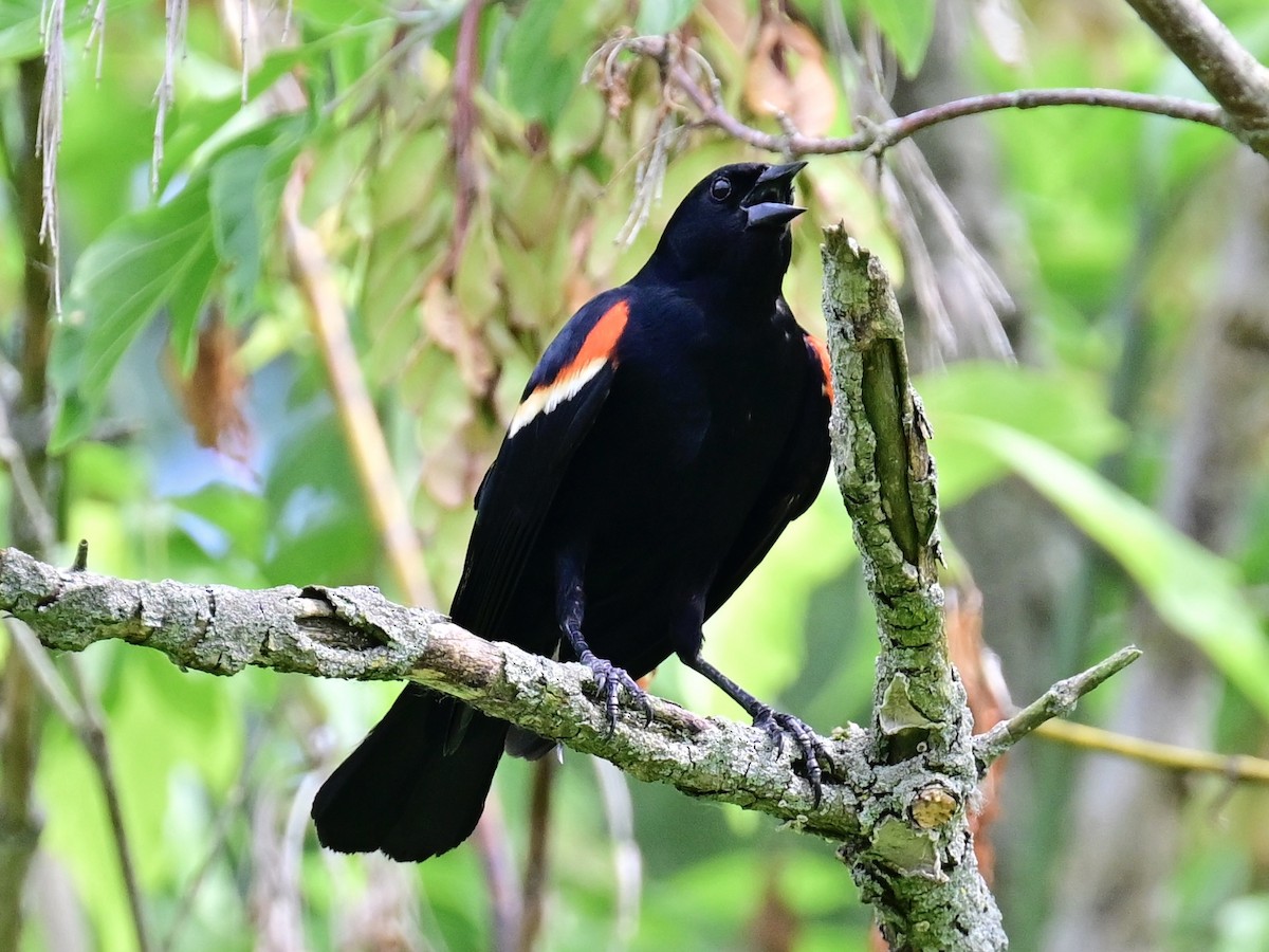 Red-winged Blackbird - ML620452582