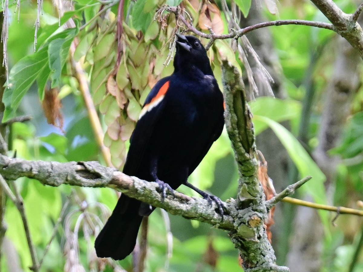 Red-winged Blackbird - ML620452583