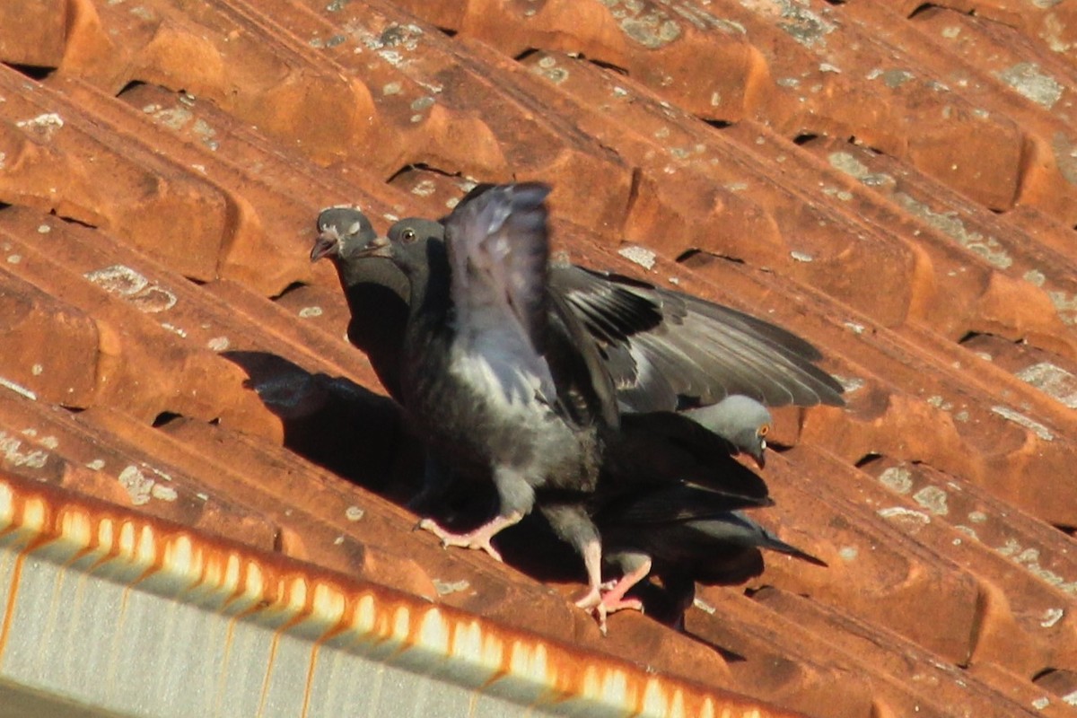 Rock Pigeon (Feral Pigeon) - ML620452586