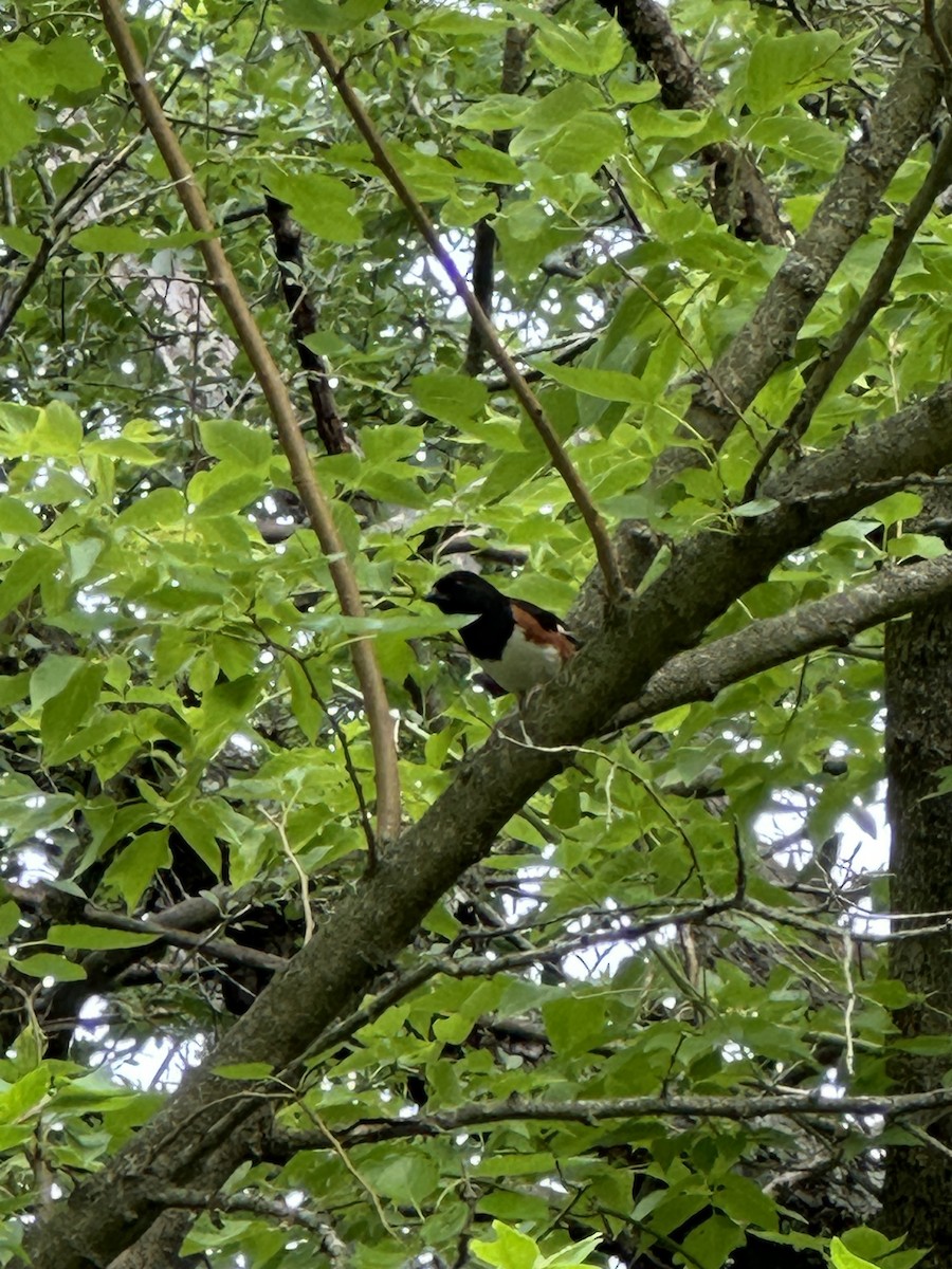 Eastern Towhee - ML620452588