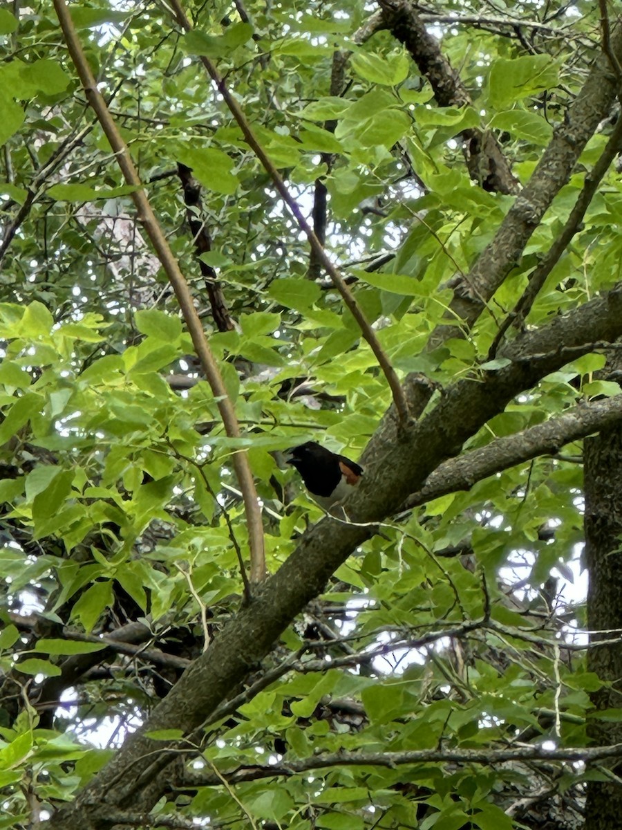 Eastern Towhee - ML620452589