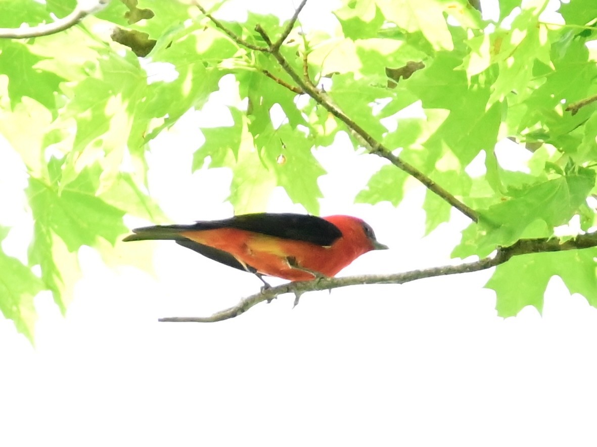 Scarlet Tanager - ML620452591