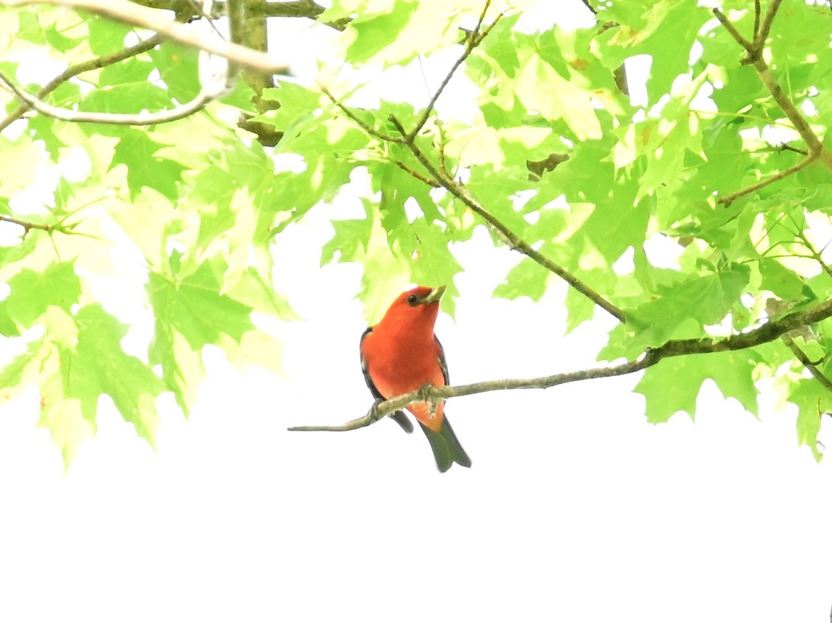 Scarlet Tanager - ML620452592