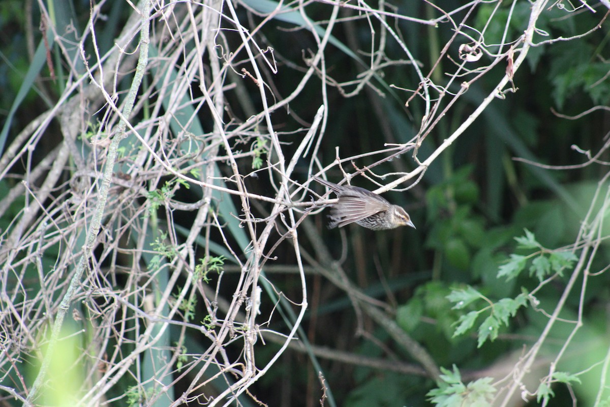 Red-winged Blackbird - ML620452593